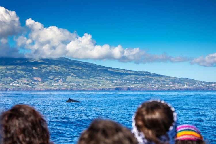Sensationnelle, l'observation des baleines de Faial