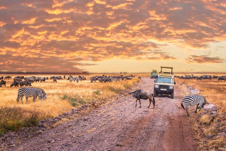 Our tips for a low-cost safari in the Serengeti