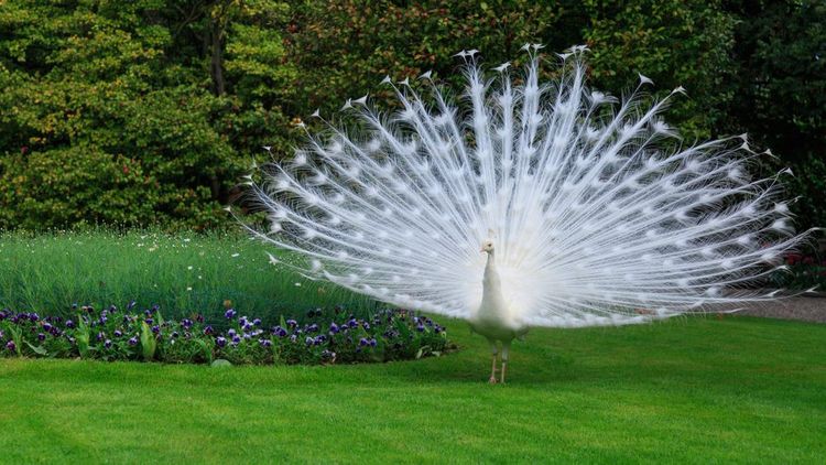 Paon Blanc