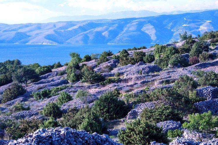 Lavande descendant vers la mer à Hvar
