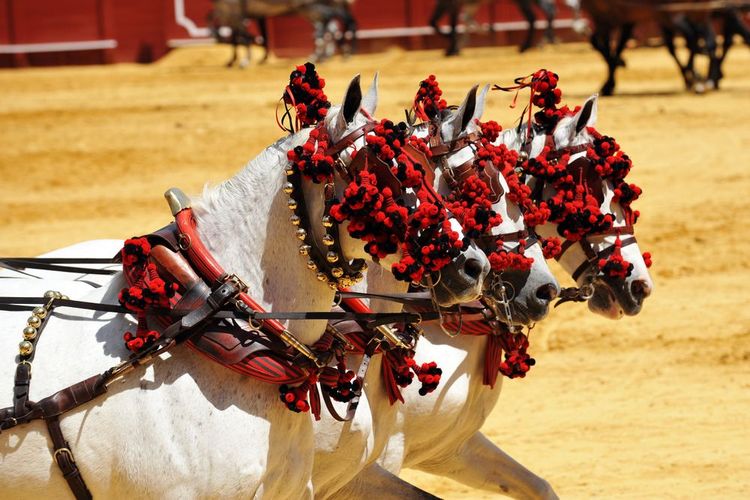 Défilé de chevaux andalous dans les arènes de Séville.