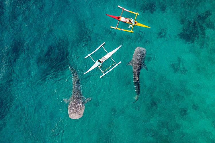 Pagayer pour suivre les requins-baleines, une attraction à Oslob