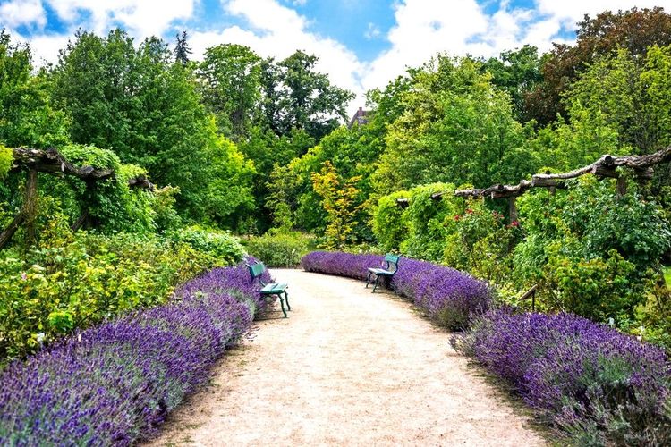 Allée luxuriante dans le Jardin Botanique de Berlin