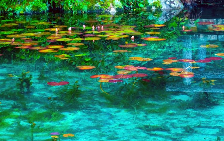 Les nymphéas du bassin de l'Itadori Flower Park : on croirait les "Nymphéas" de Monet