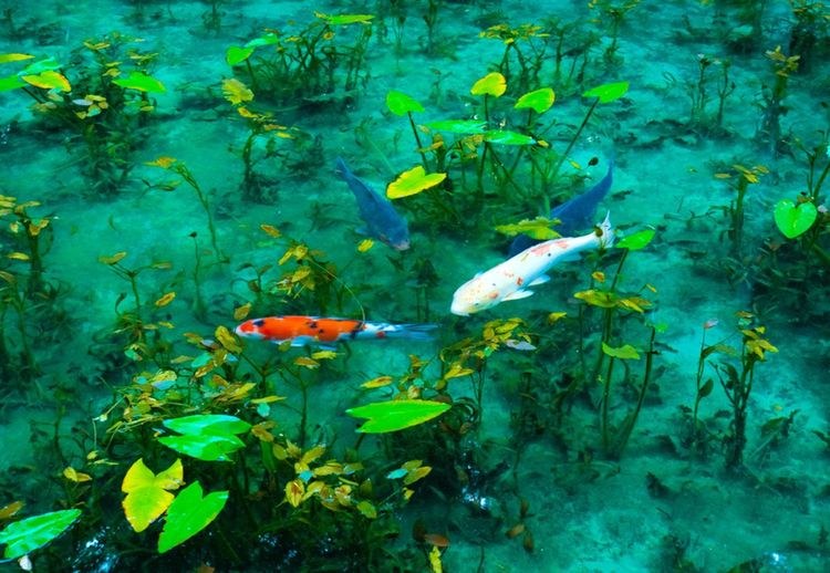 Les carpes Koï du "bassin Monet " de Gifu