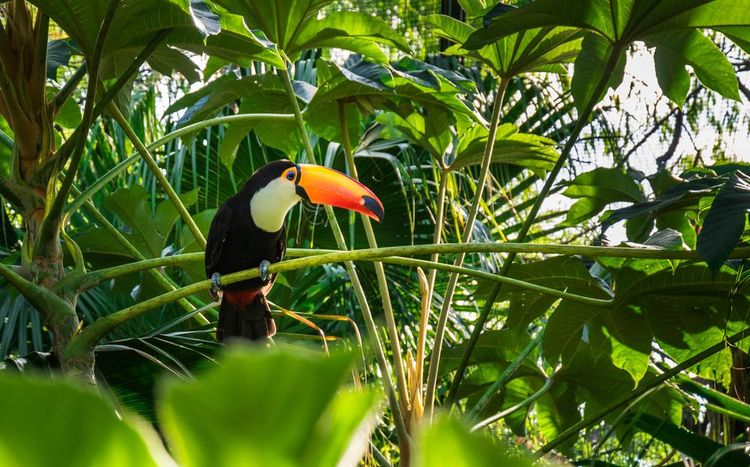 Toucan dans la jungle du Belize
