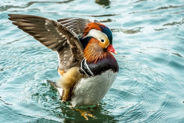 canard mandarin