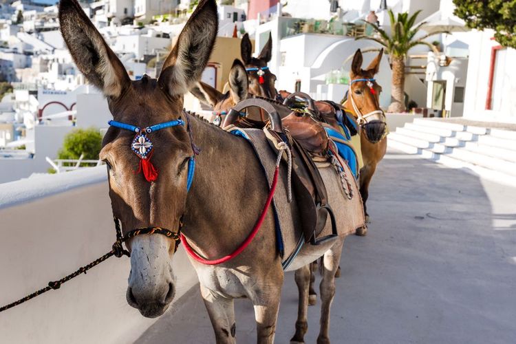 El emblemático burro de Fira