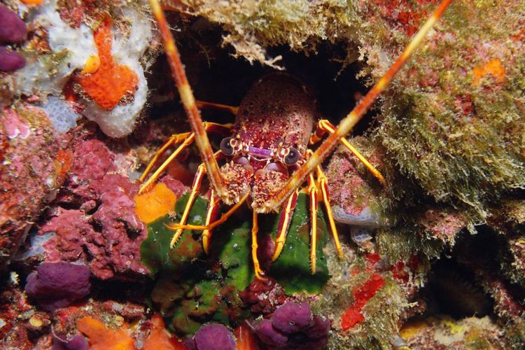 DSes labngoustes peuvent être observées dans le récif de Minorque