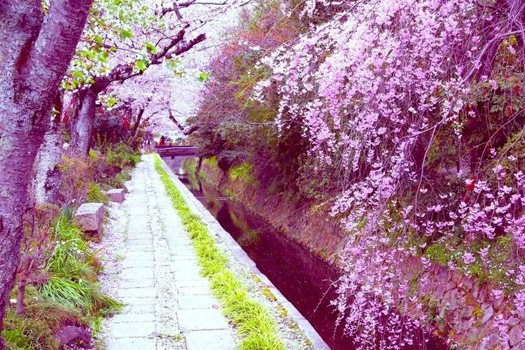 Cerisiers en fleurs sur le Chemin de la Philosophie, au printemps