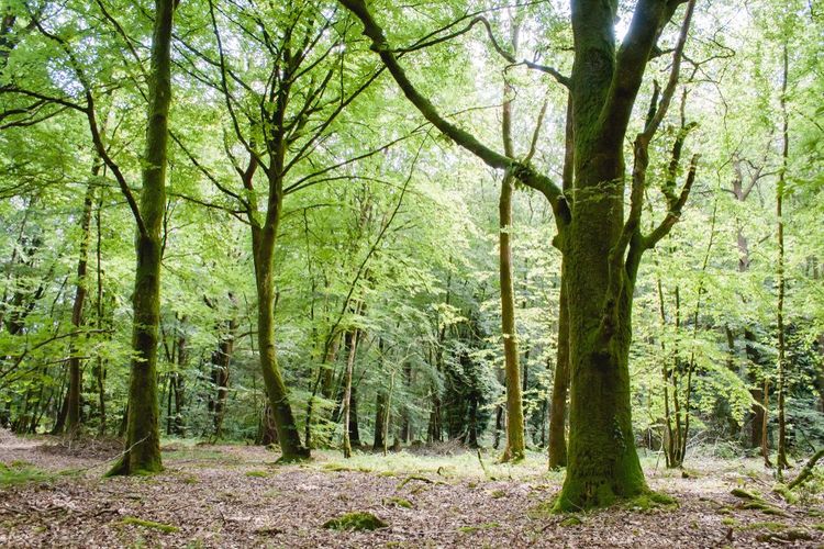 Forêt de Paimpont, Bretagne