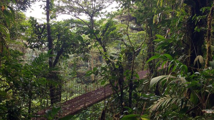 Un pont suspendu à travers la réserve biologique de Monteverde.