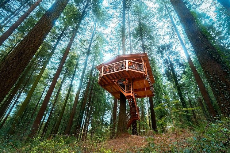 La caba,ne dans la forêt, le sentiment d'être seul au monde