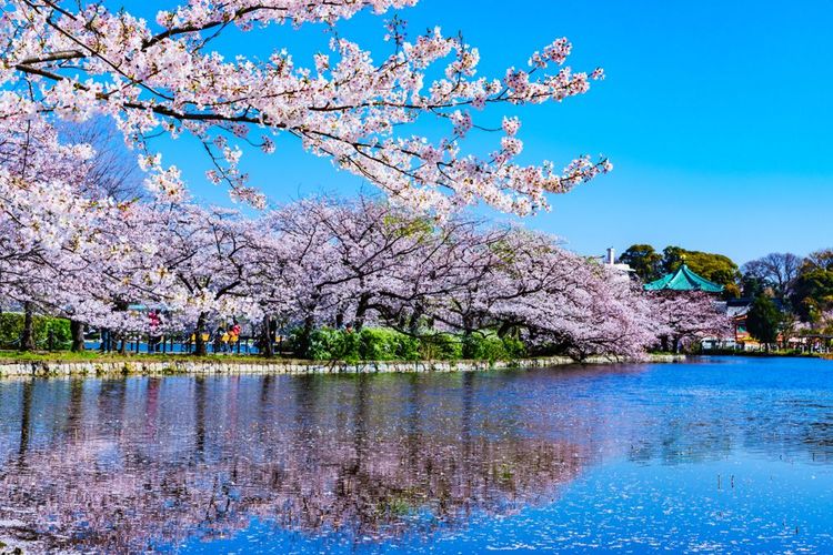 Sakura en fleurs dans le parc Ueno