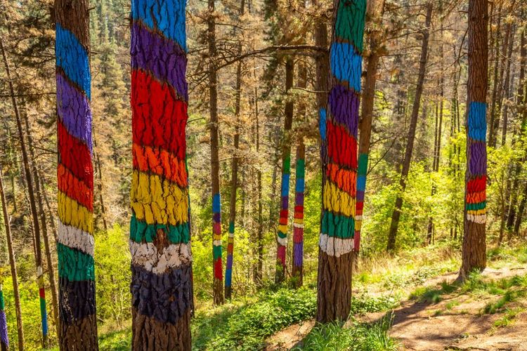 forêt peinte d’Oma.