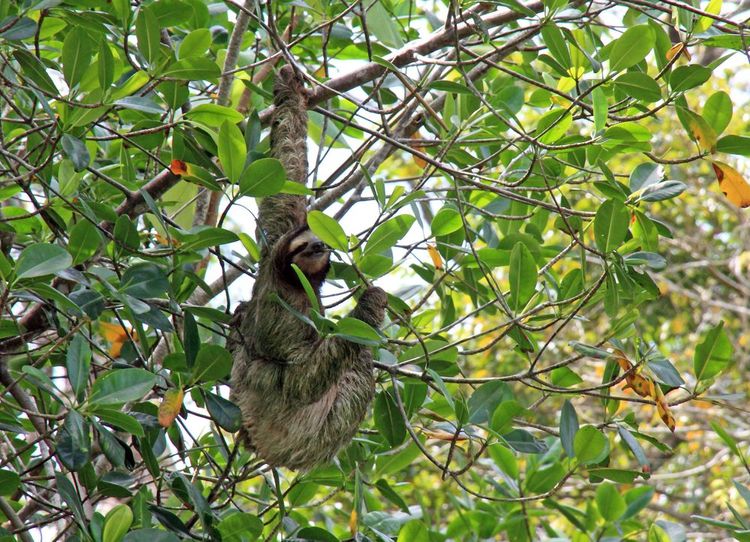 Un paresseux dans les arbres
