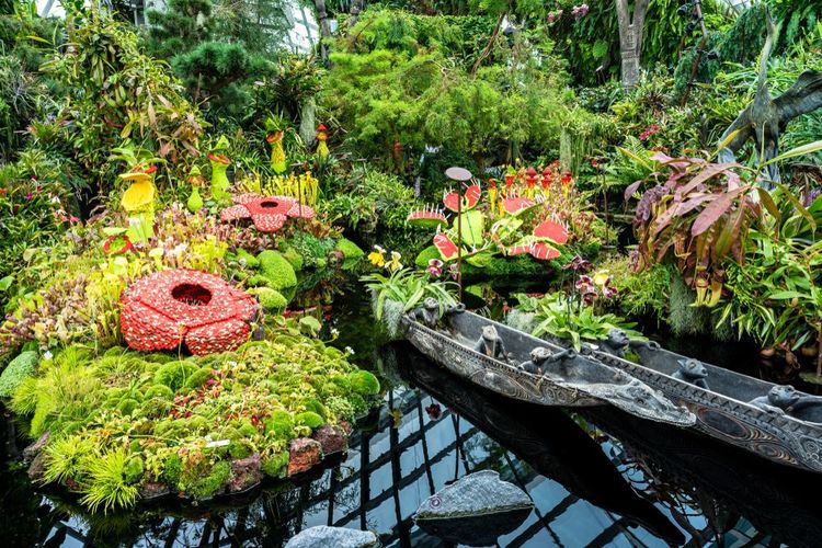 Rafflesia tuan-mudae 