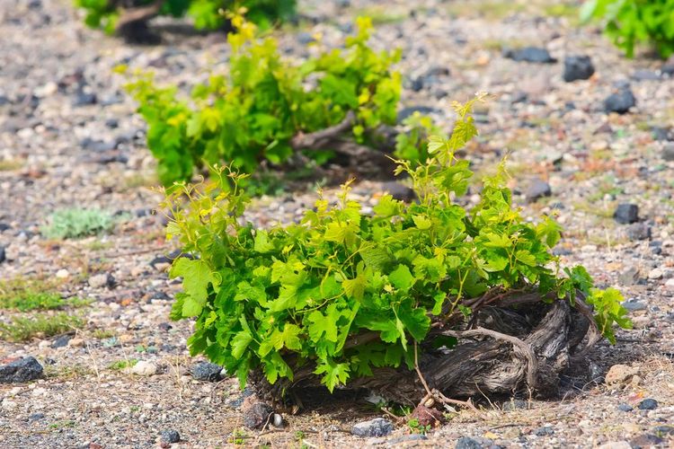 The Kouloura technique