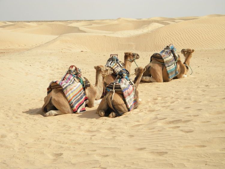 Des dromadaires dans les dunes.
