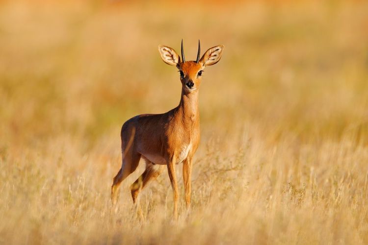Le steenbok gambade en liberté dans le parc