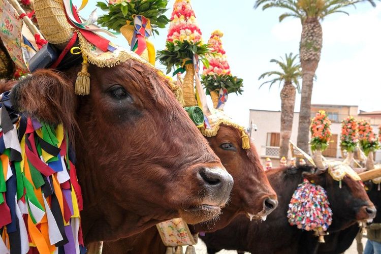 Traccas tracté par des vaches