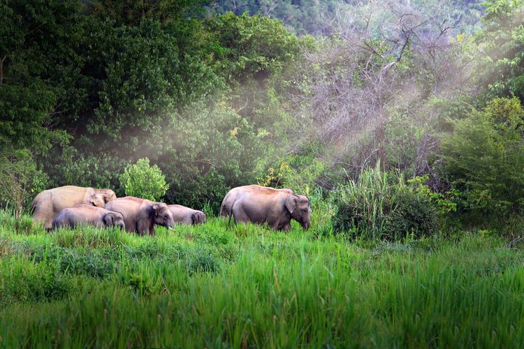 Le parc national de Kui Buri, Thailande
