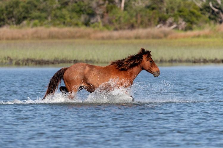 Le mustang espagnol fougueux dans l'eau de l'océan