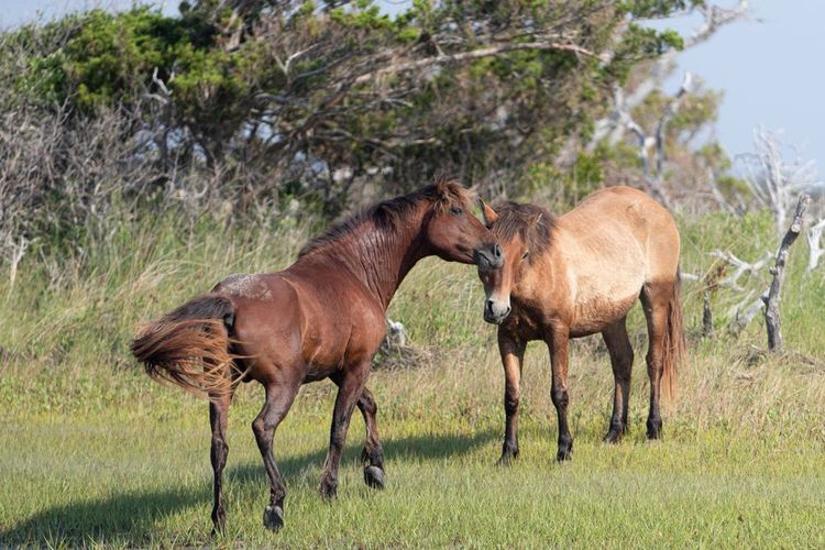 Les mustangs s'épanouissent dans la réserve