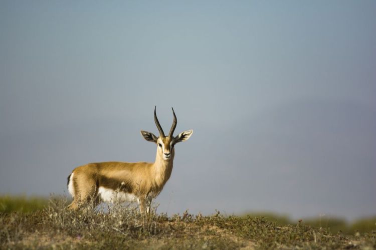 Eine bekannte Sahara-Dorcas-Gazelle auf dem Hügel im Souss-Massa-Nationalpark