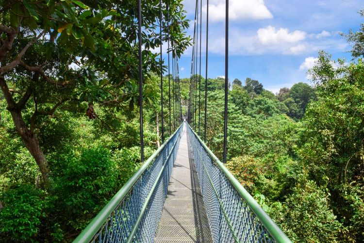 La passerelle suspendue de TreeTop Walk.