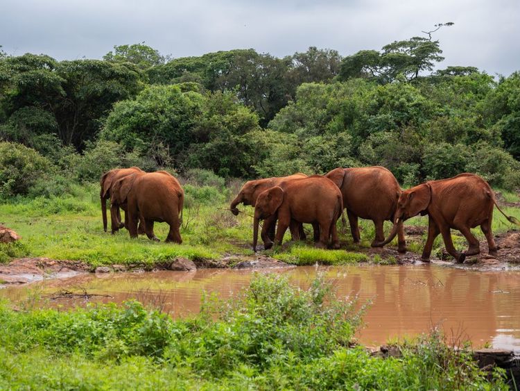 Visit the Sheldrick elephant orphanage in Nairobi