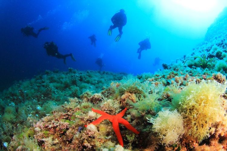 Plongée et voile en Sardaigne : émerveillez-vous sous et sur les vagues