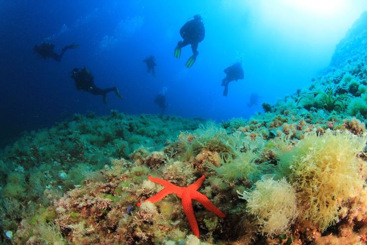Explorez les merveilles sous-marines de la Réserve Marine del Nord à Minorque