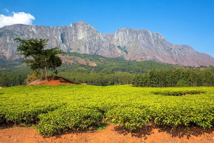 Le massif Mulanje, Malawi