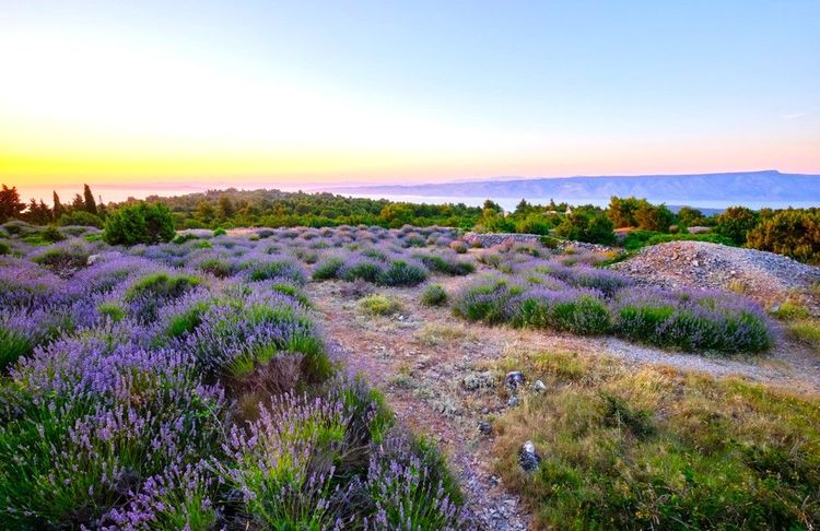 Hvar, champ de lavande photographié en fin de journée