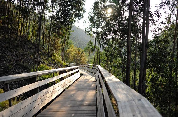 Une des passerelles de Paiva traverse la forêt au-dessus de la rivière
