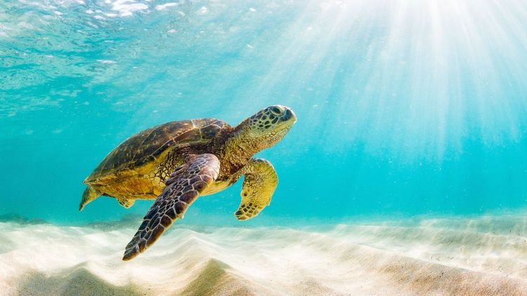 la tortue verte est la tortue la plus commune dans le Golfe persique