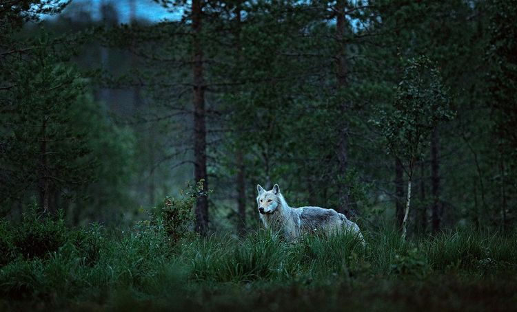 Majestueux, le loup à l'état sauvage force le respect.
