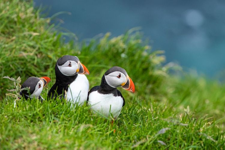Puffins de l'Atlantique (Fratercula arctica) sur Mykines, Îles Féroé