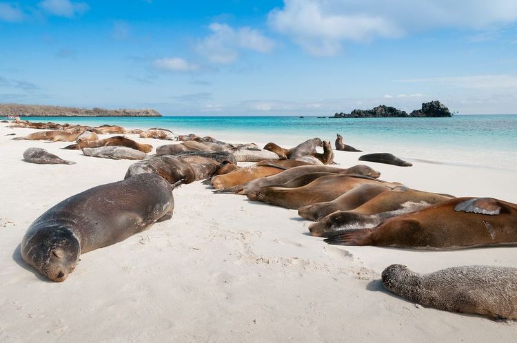 Île Espanola - Galapagos
