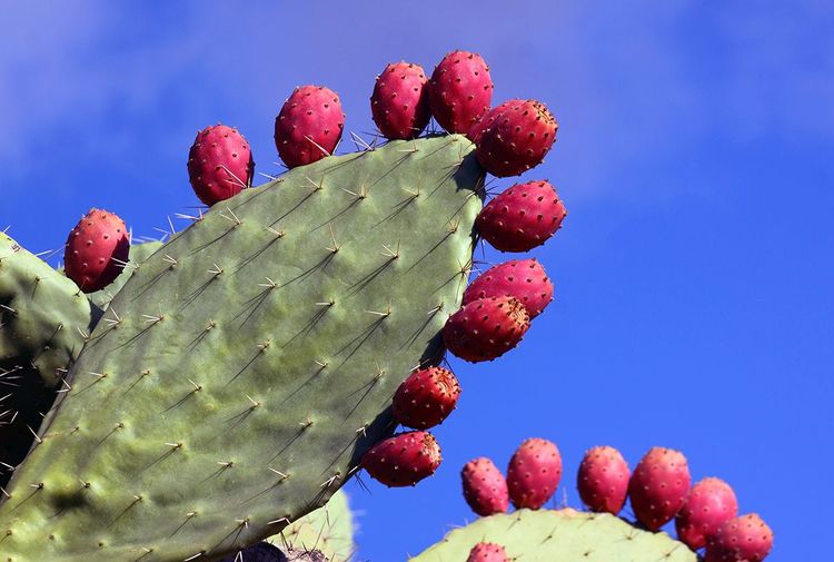 Le cactus-figuier de Barbarie portant ses fruits