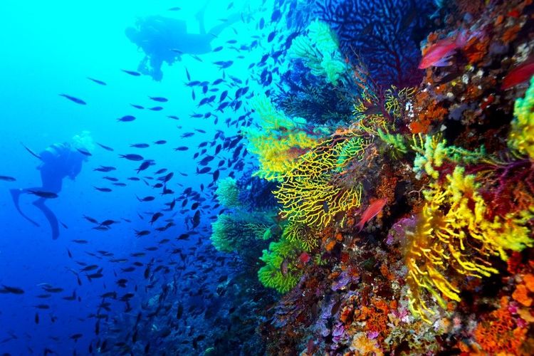 Les récifs préservés de la pollution et du réchauffement offrent des spectacles sous-marins sompteux