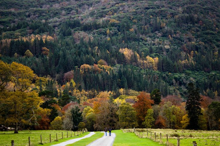 Natur hautnah erleben im Killarney National Park