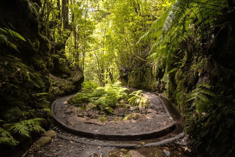 La forêt de Fanal au levada dos Cedros