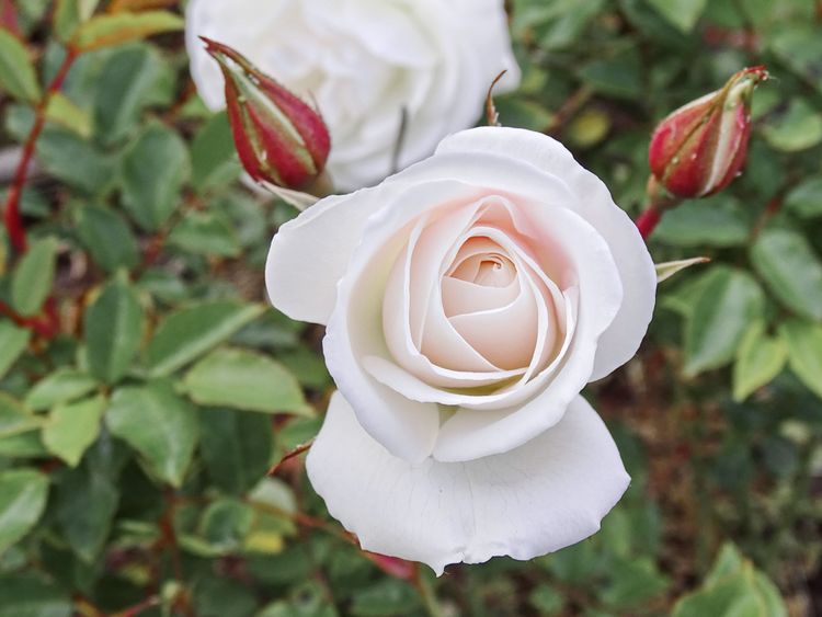 La poesía verde en los Xardíns de Méndez Núñez