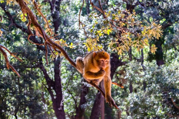 Singe magot (macaca sylvanus) dans la forêt d'Azrou