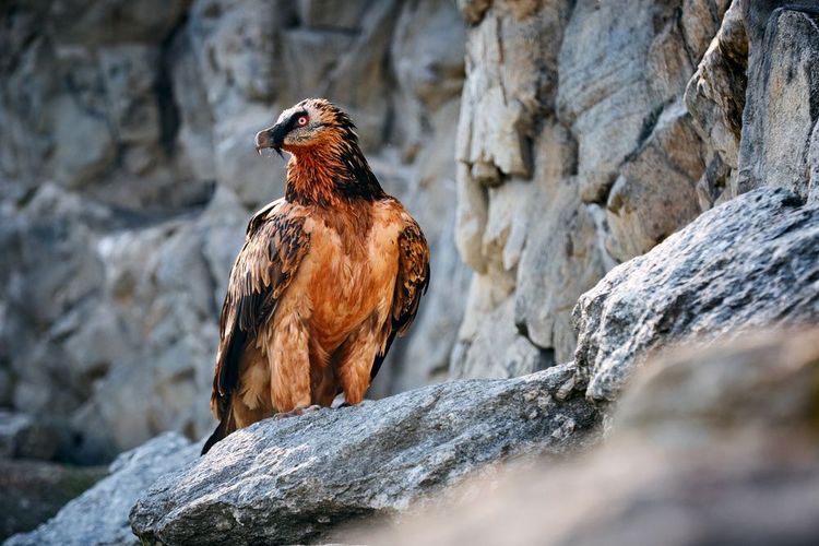 Vautour barbu adulte (gypaetus barbatus)