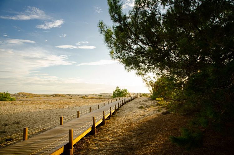 Paysage entre plages et forêts dans les Landes