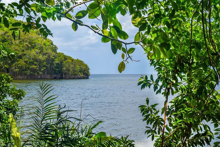 Le parc national Los Haïtises et sa végétation luxuriante