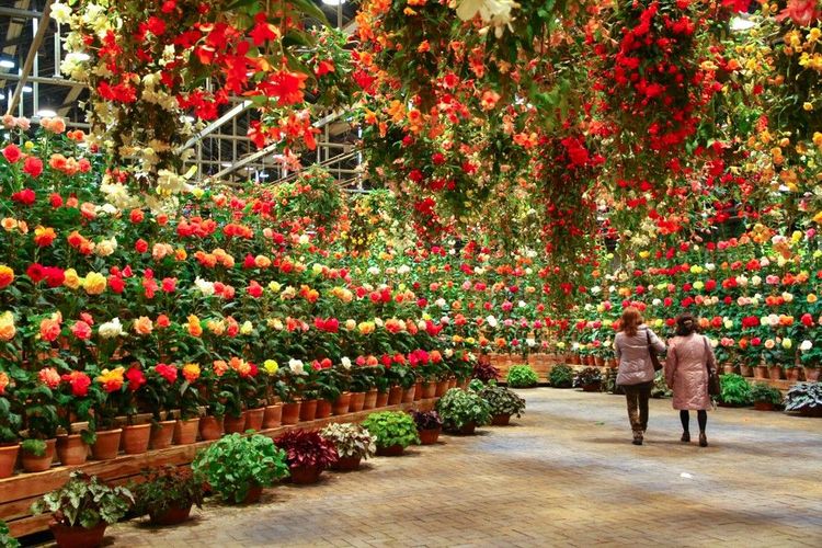 Visite d'une serre spécialisée en fleurs
